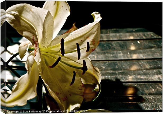 White Oriental Lilies Canvas Print by Sue Bottomley