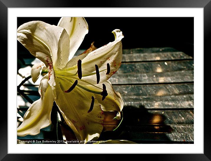 White Oriental Lilies Framed Mounted Print by Sue Bottomley
