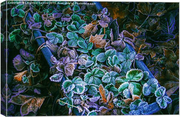 Frozen leaves Canvas Print by Leighton Collins