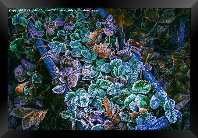 Frozen leaves Framed Print by Leighton Collins