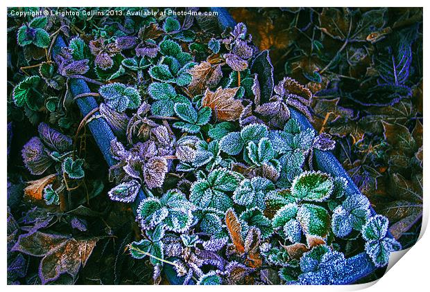 Frozen leaves Print by Leighton Collins