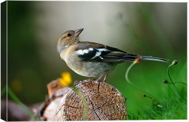 Chaffinch Canvas Print by Macrae Images