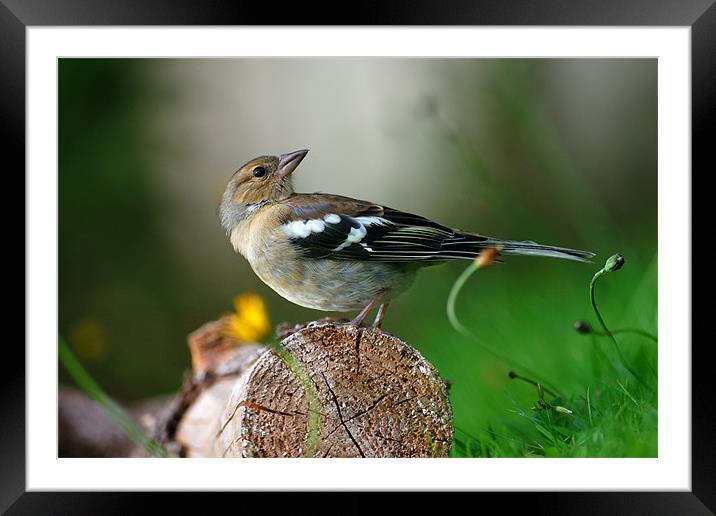 Chaffinch Framed Mounted Print by Macrae Images
