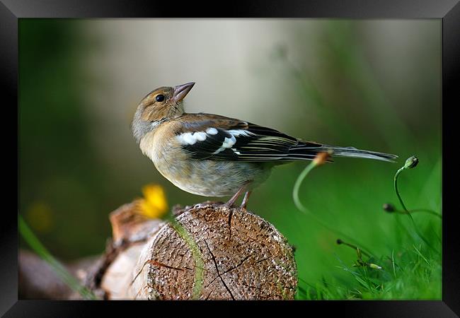 Chaffinch Framed Print by Macrae Images