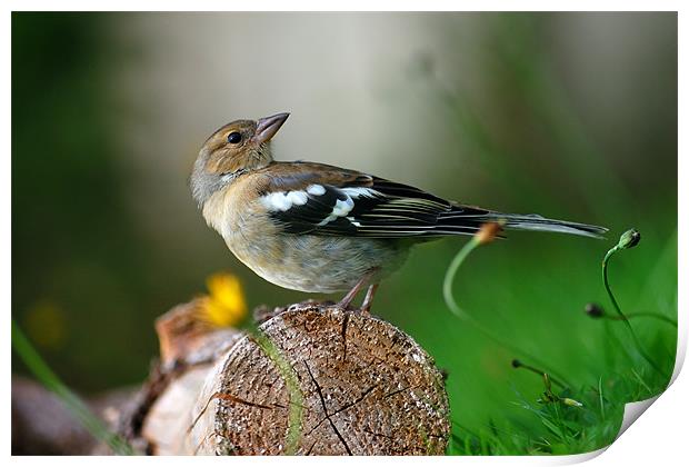 Chaffinch Print by Macrae Images