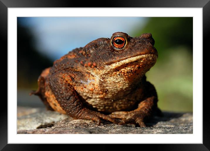 Toad Framed Mounted Print by Macrae Images