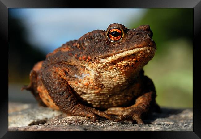 Toad Framed Print by Macrae Images