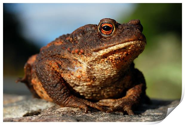 Toad Print by Macrae Images