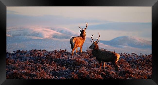 Red deer stags Framed Print by Macrae Images