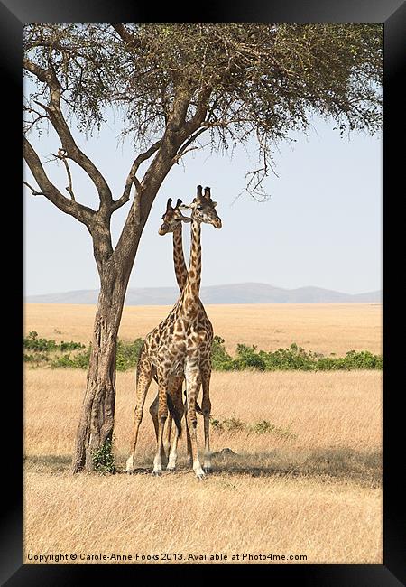 Maasai Giraffe Males Necking Framed Print by Carole-Anne Fooks