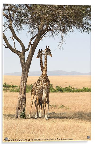 Maasai Giraffe Males Necking Acrylic by Carole-Anne Fooks