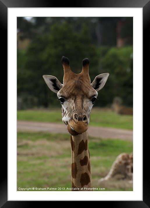 Smile Please! Framed Mounted Print by Graham Palmer