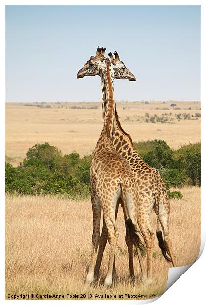 Maasai Giraffe Males Necking Print by Carole-Anne Fooks