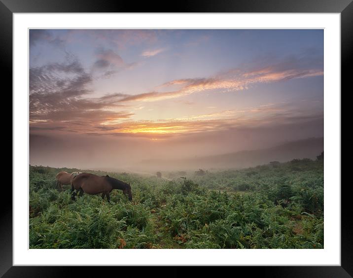 Misty New Forest Pony Sunrise Framed Mounted Print by stuart bennett