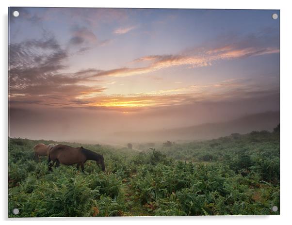 Misty New Forest Pony Sunrise Acrylic by stuart bennett