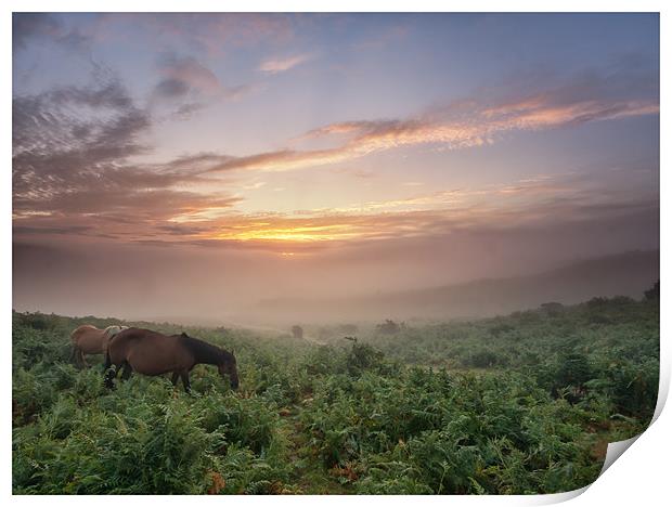 Misty New Forest Pony Sunrise Print by stuart bennett