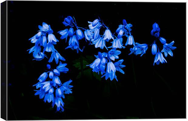 Spanish Bluebells Canvas Print by Leighton Collins