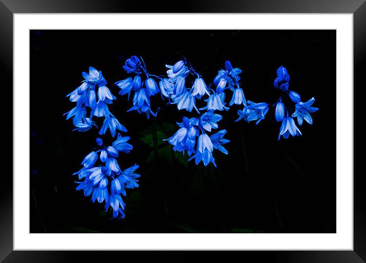 Spanish Bluebells Framed Mounted Print by Leighton Collins