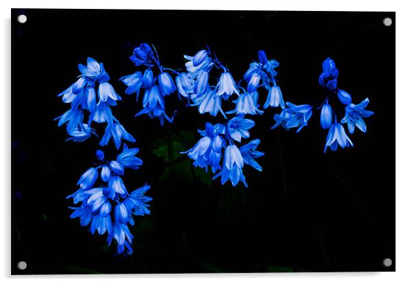 Spanish Bluebells Acrylic by Leighton Collins
