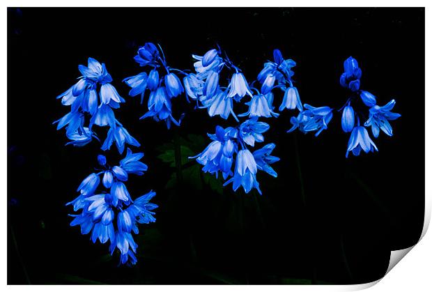 Spanish Bluebells Print by Leighton Collins