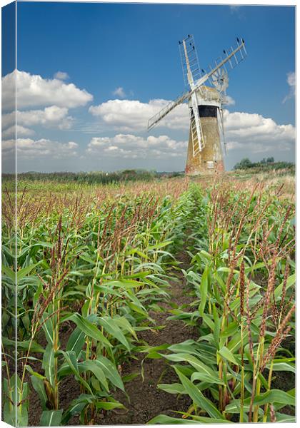 St Benets Mill, Thurne Canvas Print by Stephen Mole