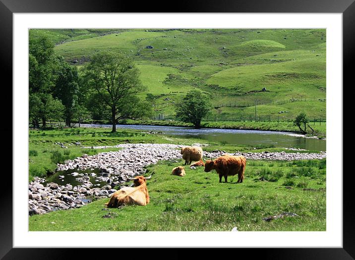 Grazing by a stream Framed Mounted Print by Ruth Hallam