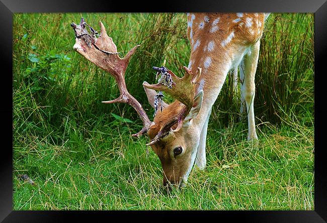 rag n stag Framed Print by nigel smith