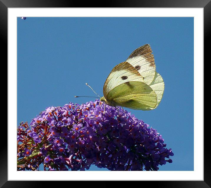 Large White Butterfly Framed Mounted Print by Antoinette B