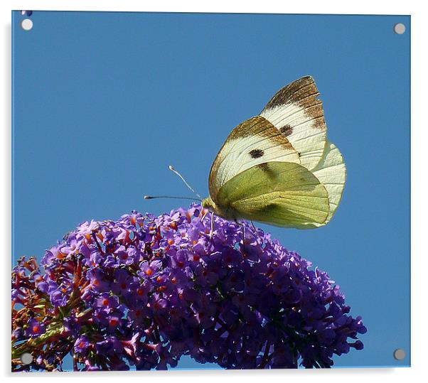 Large White Butterfly Acrylic by Antoinette B