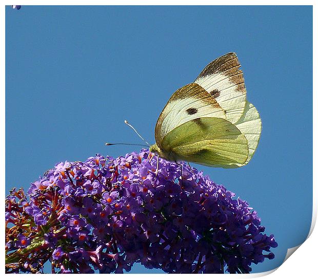 Large White Butterfly Print by Antoinette B