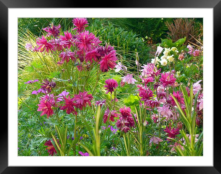 Aquilegias Framed Mounted Print by Antoinette B