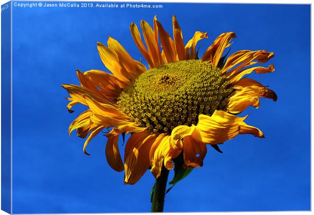 Summers Sunflower Canvas Print by Jason McCalla