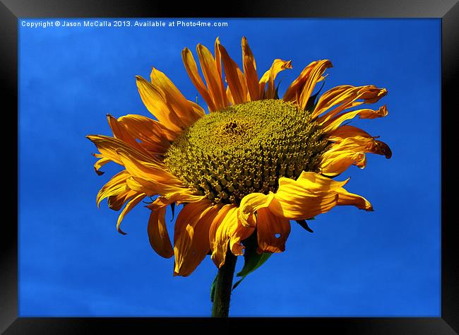 Summers Sunflower Framed Print by Jason McCalla