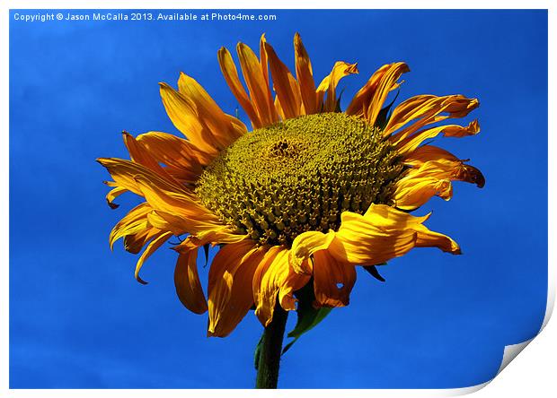Summers Sunflower Print by Jason McCalla