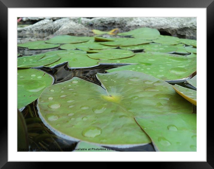 LilyPads Framed Mounted Print by Pics by Jody Adams