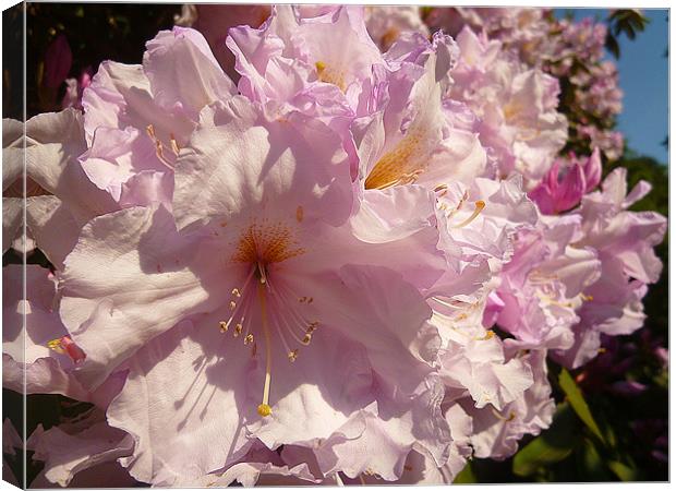 Rhododendron Blossoms Canvas Print by Antoinette B