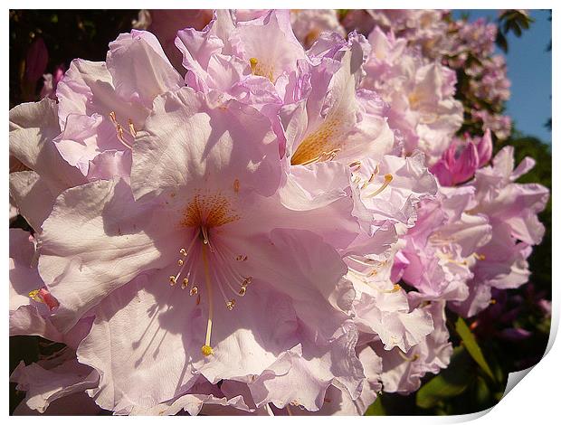 Rhododendron Blossoms Print by Antoinette B
