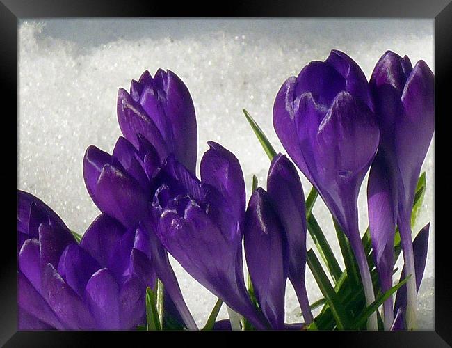 Purple  Snowdrops Framed Print by Antoinette B