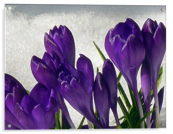 Purple  Snowdrops Acrylic by Antoinette B