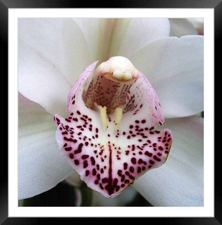 Closeup of white orchid Framed Mounted Print by Ruth Hallam