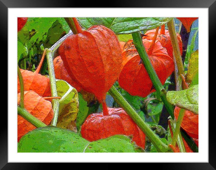 Chinese Lanterns Framed Mounted Print by Antoinette B