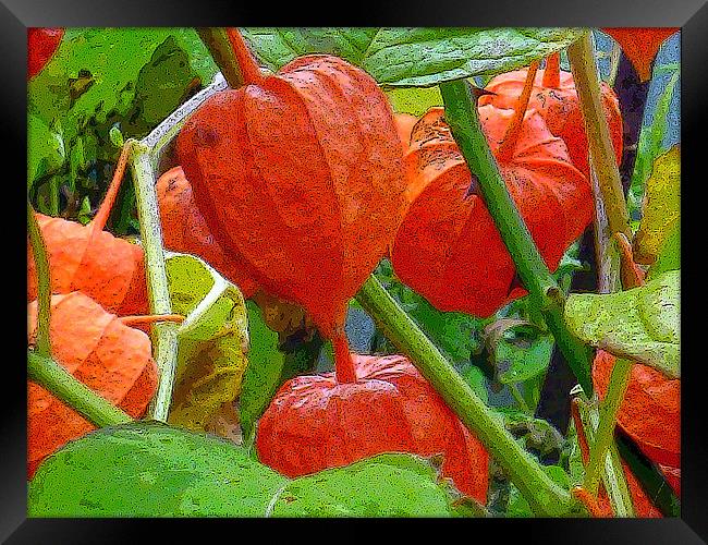 Chinese Lanterns Framed Print by Antoinette B