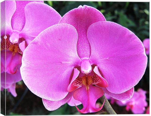 Pink orchid Canvas Print by Ruth Hallam