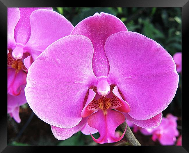 Pink orchid Framed Print by Ruth Hallam