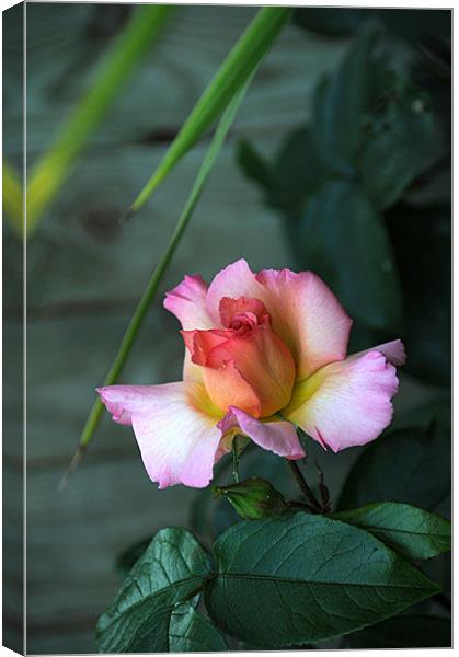 Rose Canvas Print by Paul Judge