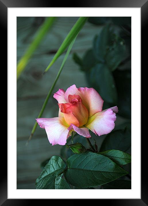 Rose Framed Mounted Print by Paul Judge