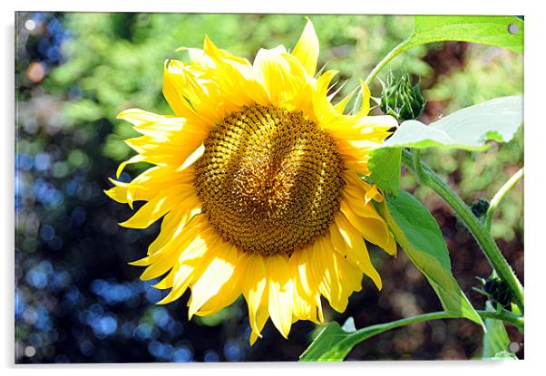 Sunflower Acrylic by Paul Judge