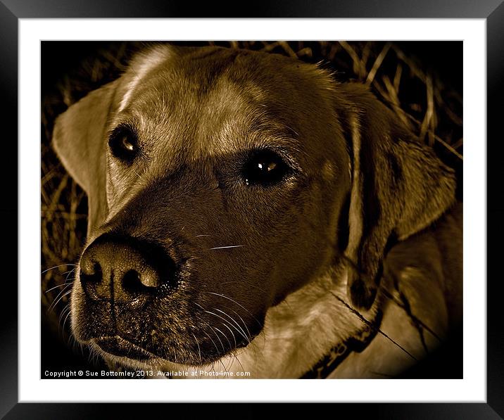 Sunshine shining on Labradors face Framed Mounted Print by Sue Bottomley