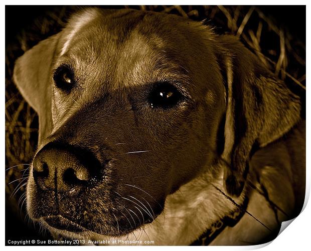 Sunshine shining on Labradors face Print by Sue Bottomley