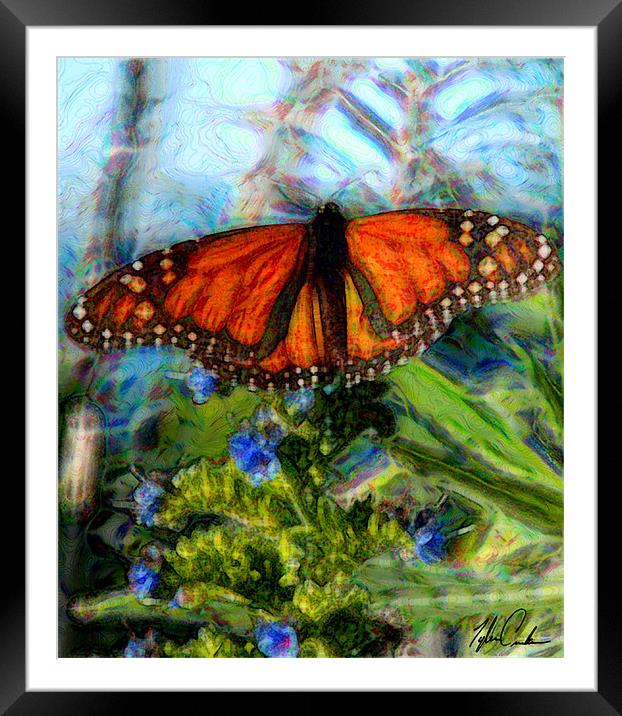 Pacific Grove Butterfly Framed Mounted Print by Tyler  Crocker